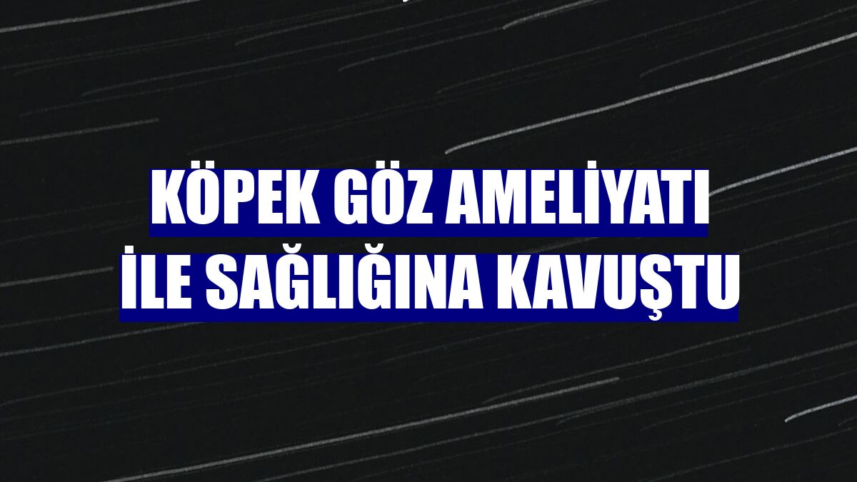 Köpek göz ameliyatı ile sağlığına kavuştu