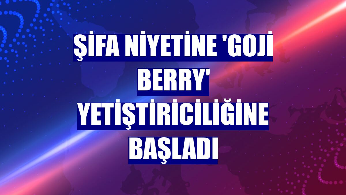 Şifa niyetine 'goji berry' yetiştiriciliğine başladı