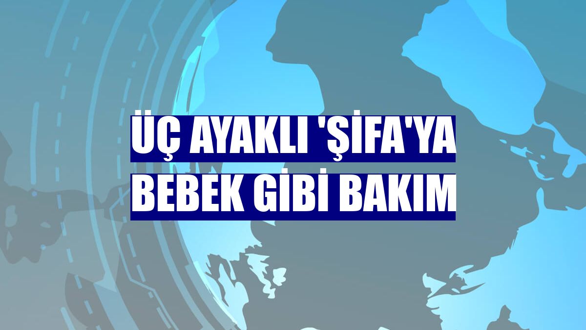 Üç ayaklı 'Şifa'ya bebek gibi bakım