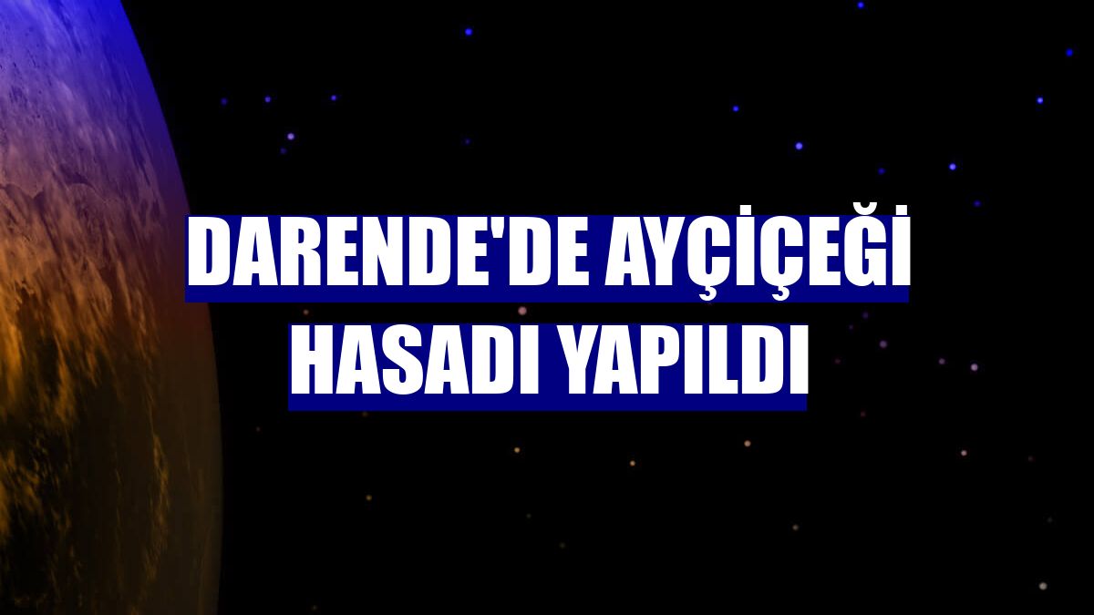 Darende'de ayçiçeği hasadı yapıldı