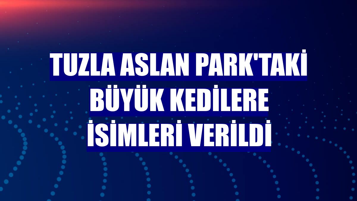 Tuzla Aslan Park'taki büyük kedilere isimleri verildi