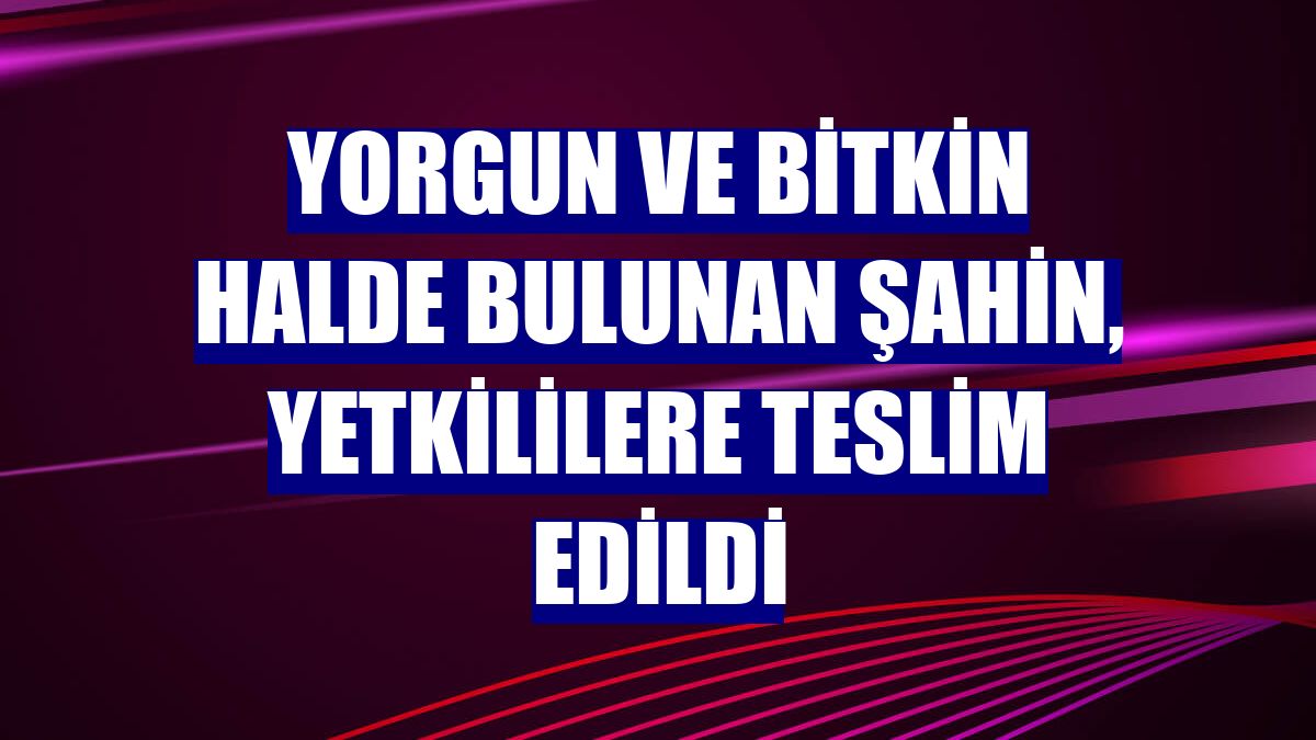 Yorgun ve bitkin halde bulunan şahin, yetkililere teslim edildi