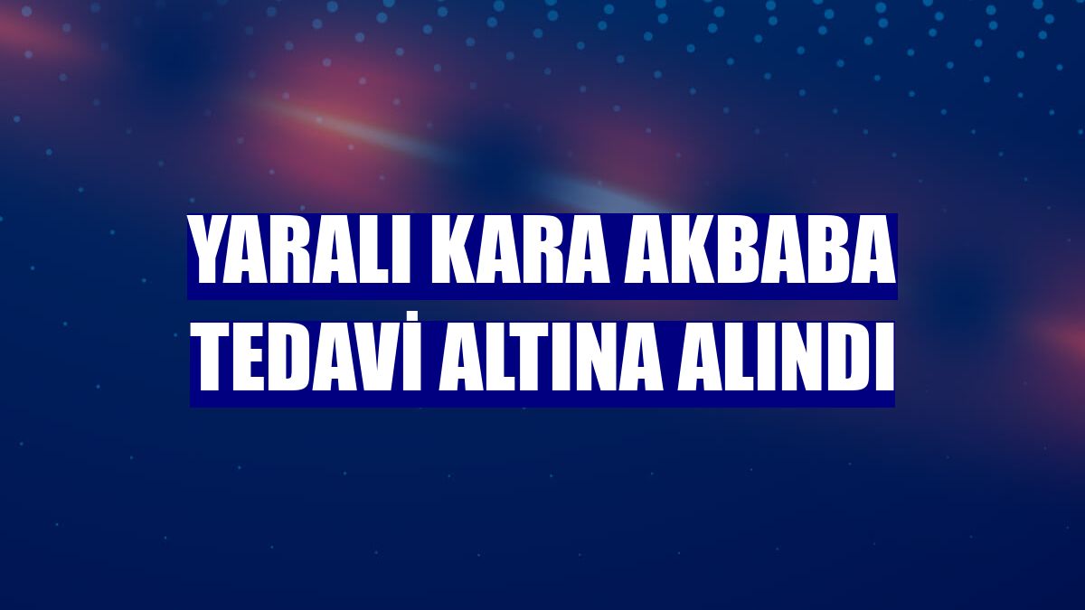 Yaralı kara akbaba tedavi altına alındı