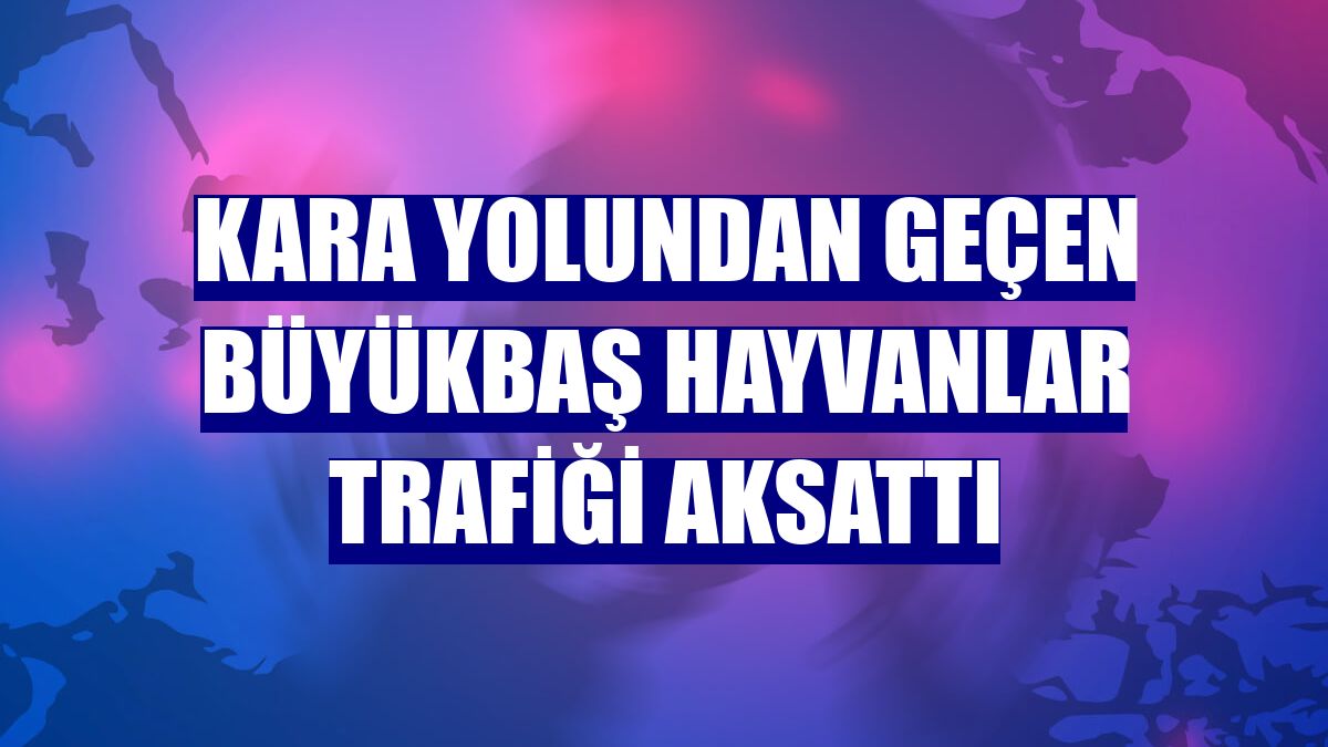Kara yolundan geçen büyükbaş hayvanlar trafiği aksattı