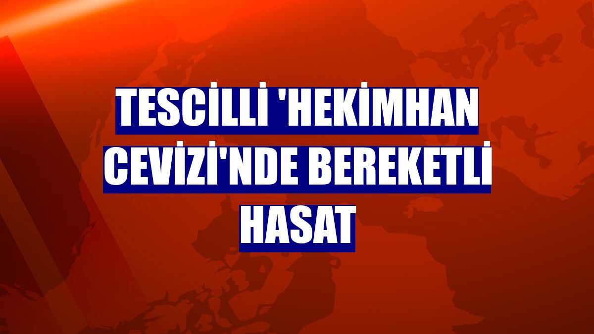 Tescilli 'Hekimhan cevizi'nde bereketli hasat