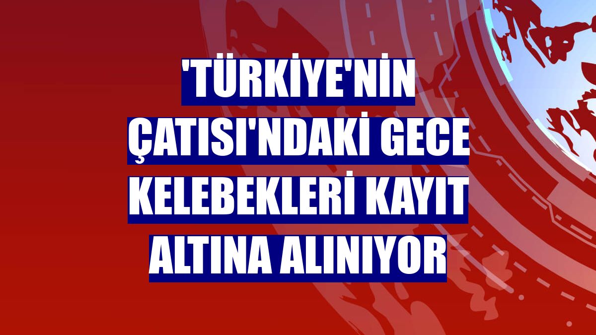 'Türkiye'nin Çatısı'ndaki gece kelebekleri kayıt altına alınıyor