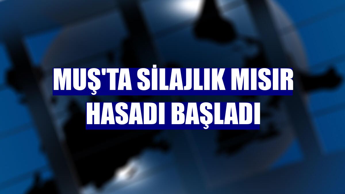 Muş'ta silajlık mısır hasadı başladı