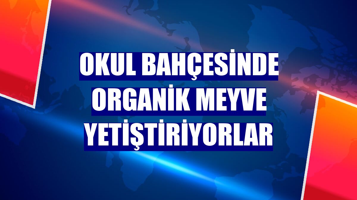 Okul bahçesinde organik meyve yetiştiriyorlar
