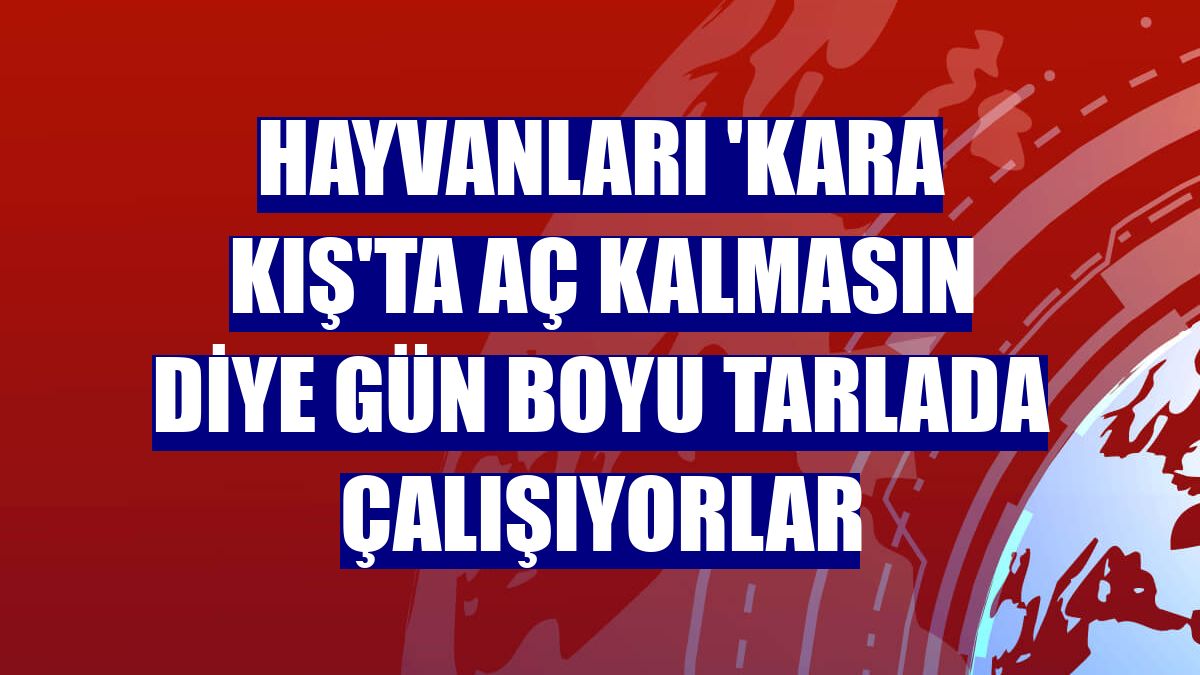 Hayvanları 'kara kış'ta aç kalmasın diye gün boyu tarlada çalışıyorlar