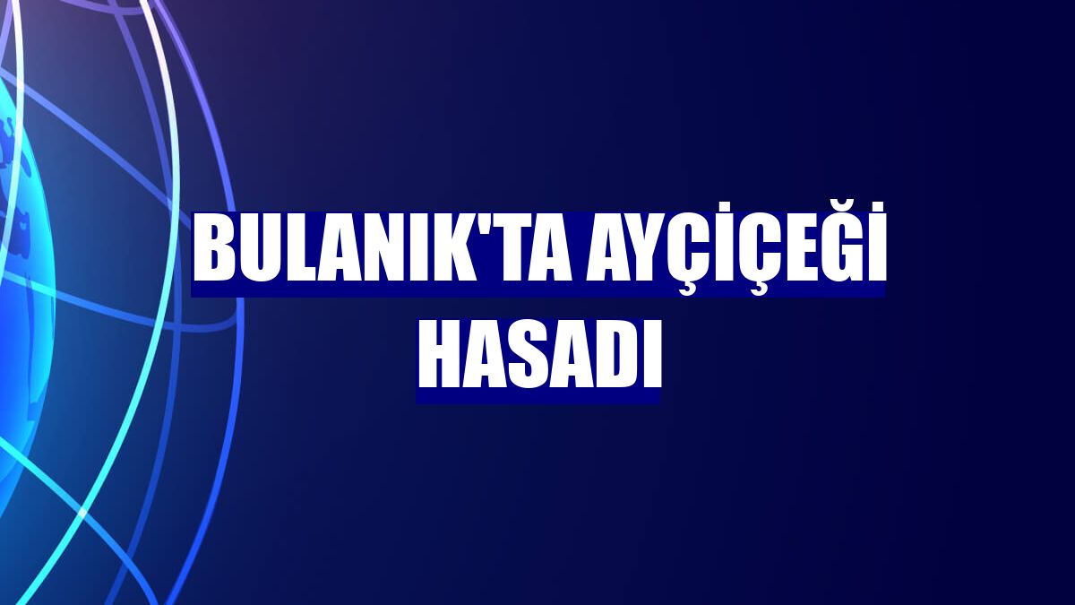 Bulanık'ta ayçiçeği hasadı