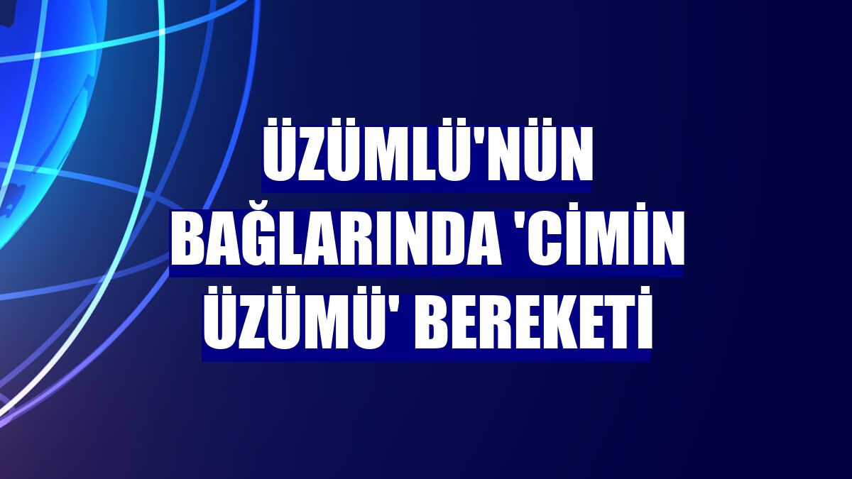 Üzümlü'nün bağlarında 'Cimin üzümü' bereketi