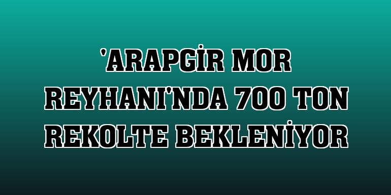 'Arapgir Mor Reyhanı'nda 700 ton rekolte bekleniyor