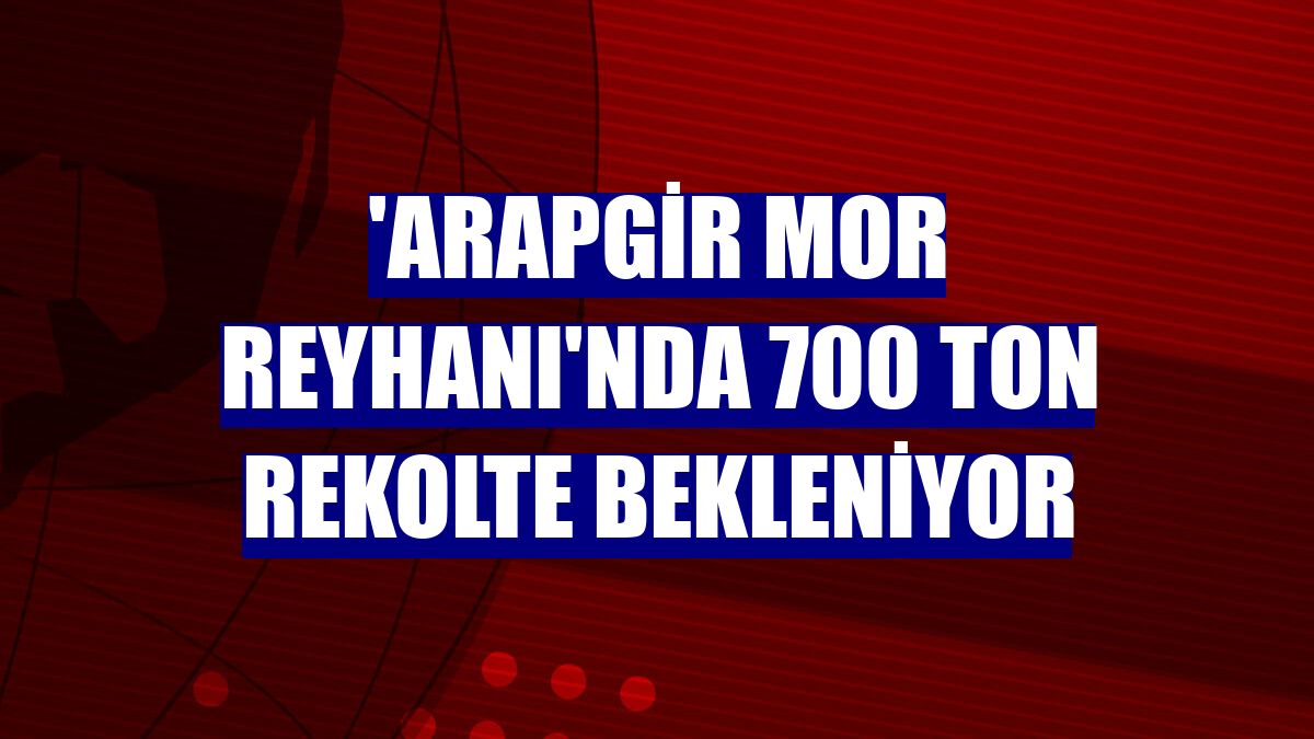 'Arapgir Mor Reyhanı'nda 700 ton rekolte bekleniyor