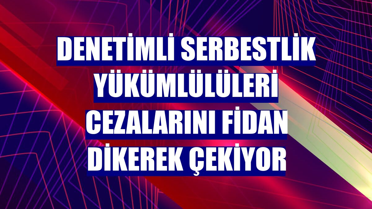 Denetimli serbestlik yükümlülüleri cezalarını fidan dikerek çekiyor