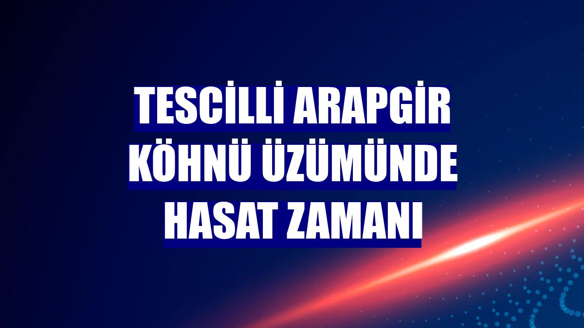Tescilli Arapgir köhnü üzümünde hasat zamanı