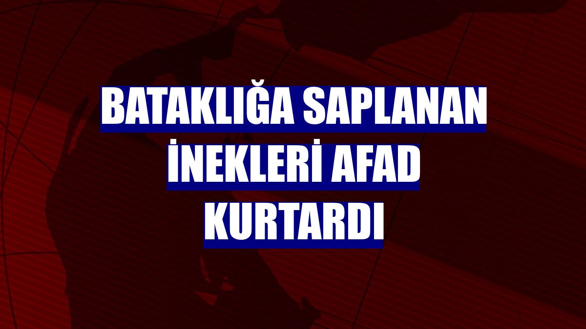 Bataklığa saplanan inekleri AFAD kurtardı