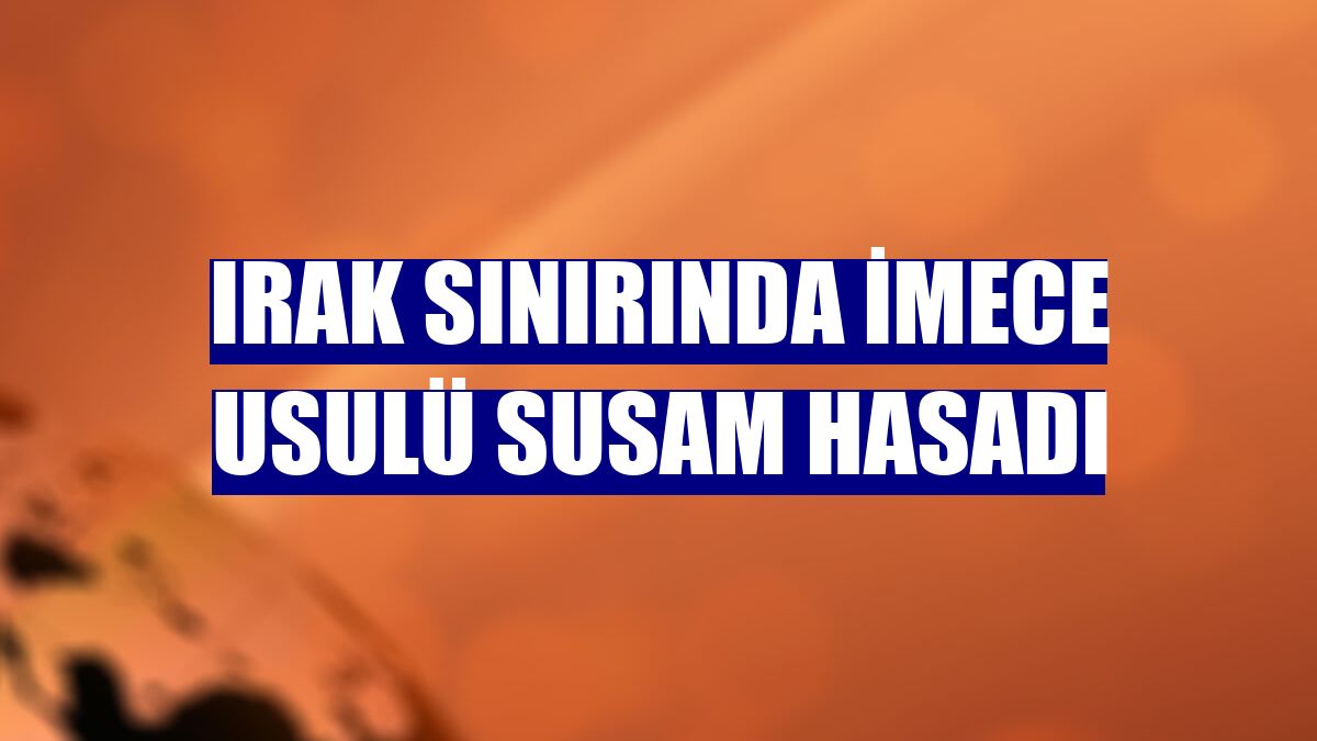 Irak sınırında imece usulü susam hasadı