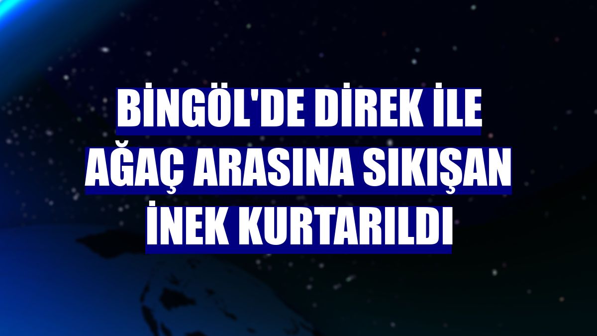 Bingöl'de direk ile ağaç arasına sıkışan inek kurtarıldı