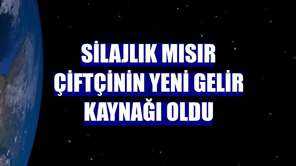 Silajlık mısır çiftçinin yeni gelir kaynağı oldu