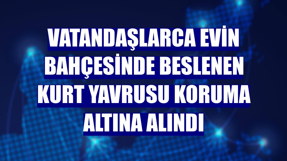 Vatandaşlarca evin bahçesinde beslenen kurt yavrusu koruma altına alındı