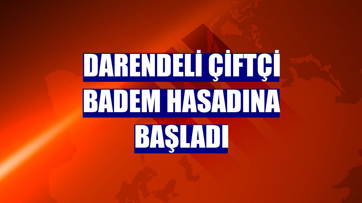 Darendeli çiftçi badem hasadına başladı