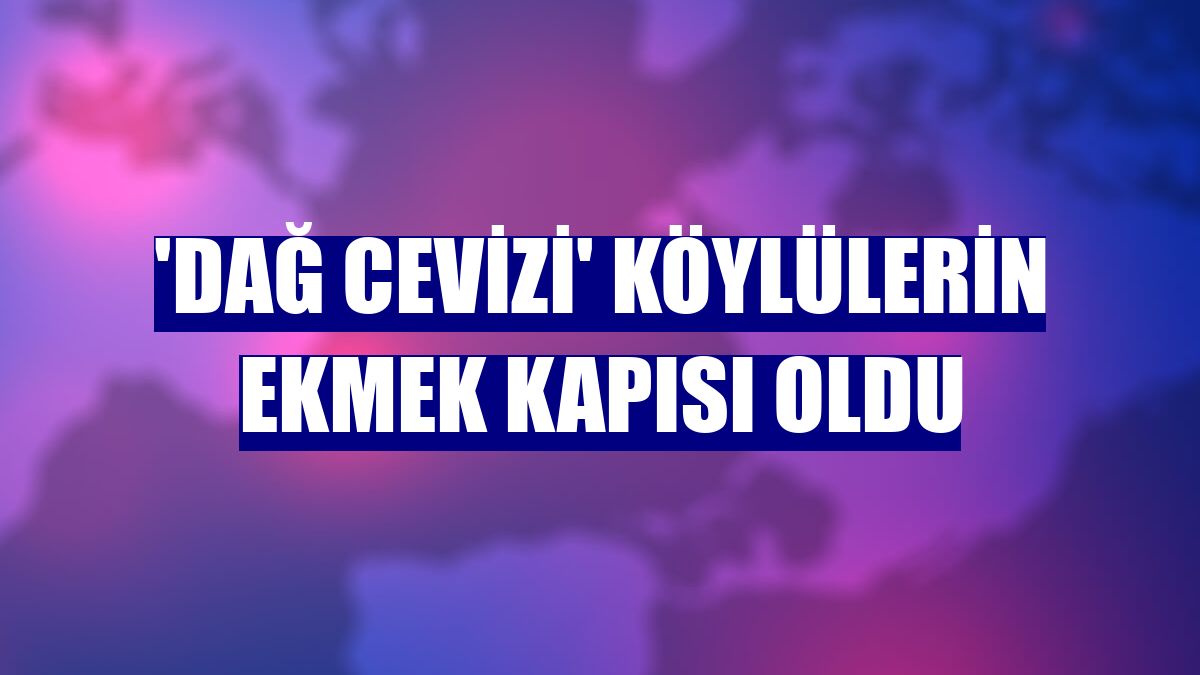 'Dağ cevizi' köylülerin ekmek kapısı oldu