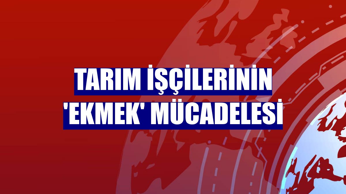Tarım işçilerinin 'ekmek' mücadelesi