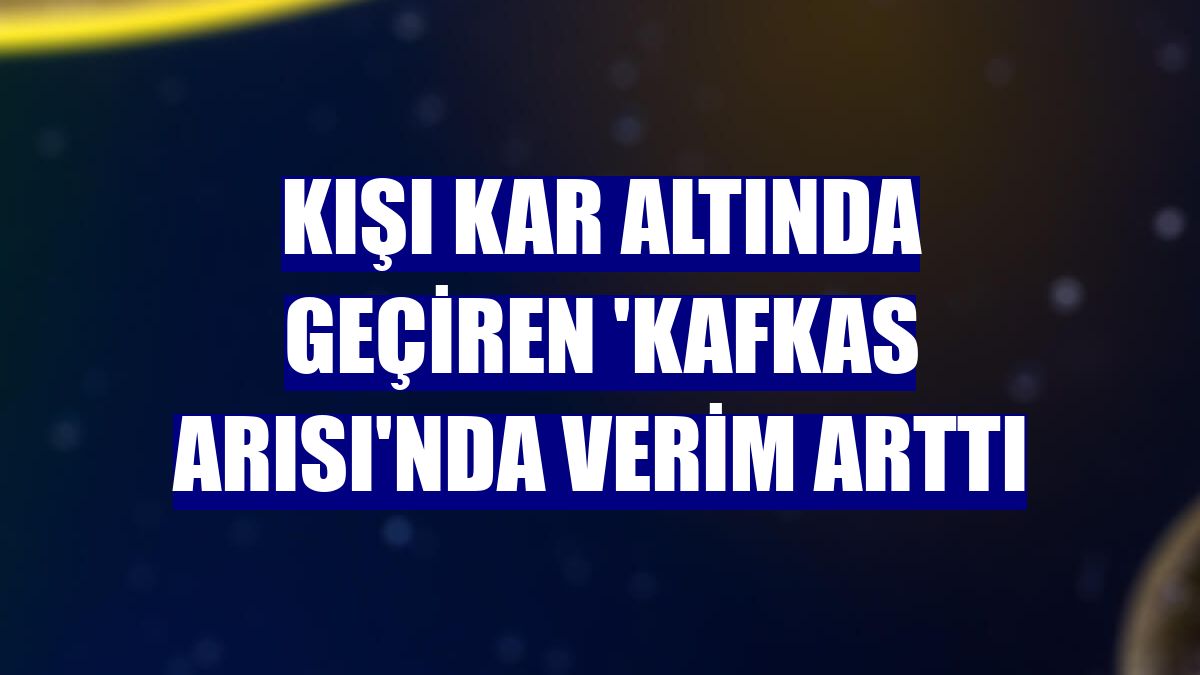 Kışı kar altında geçiren 'Kafkas arısı'nda verim arttı
