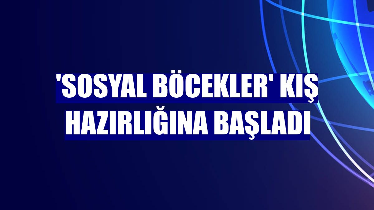 'Sosyal böcekler' kış hazırlığına başladı