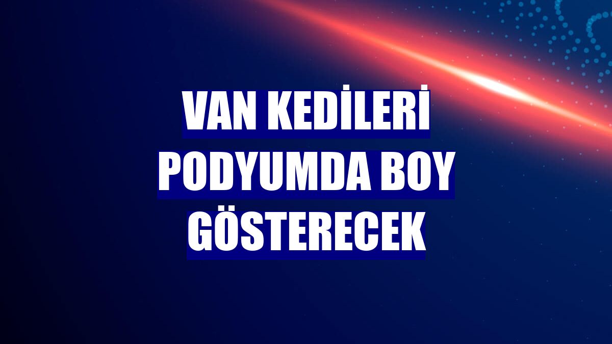 Van kedileri podyumda boy gösterecek