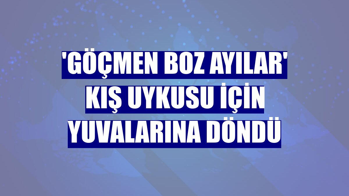 'Göçmen boz ayılar' kış uykusu için yuvalarına döndü