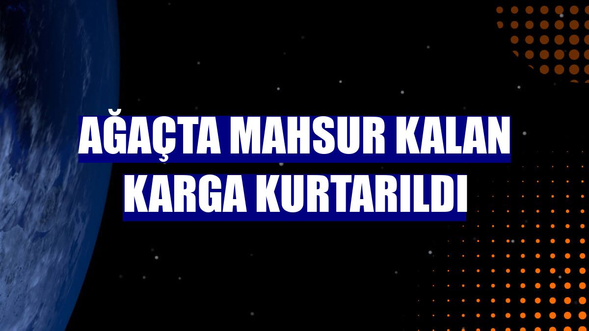 Ağaçta mahsur kalan karga kurtarıldı
