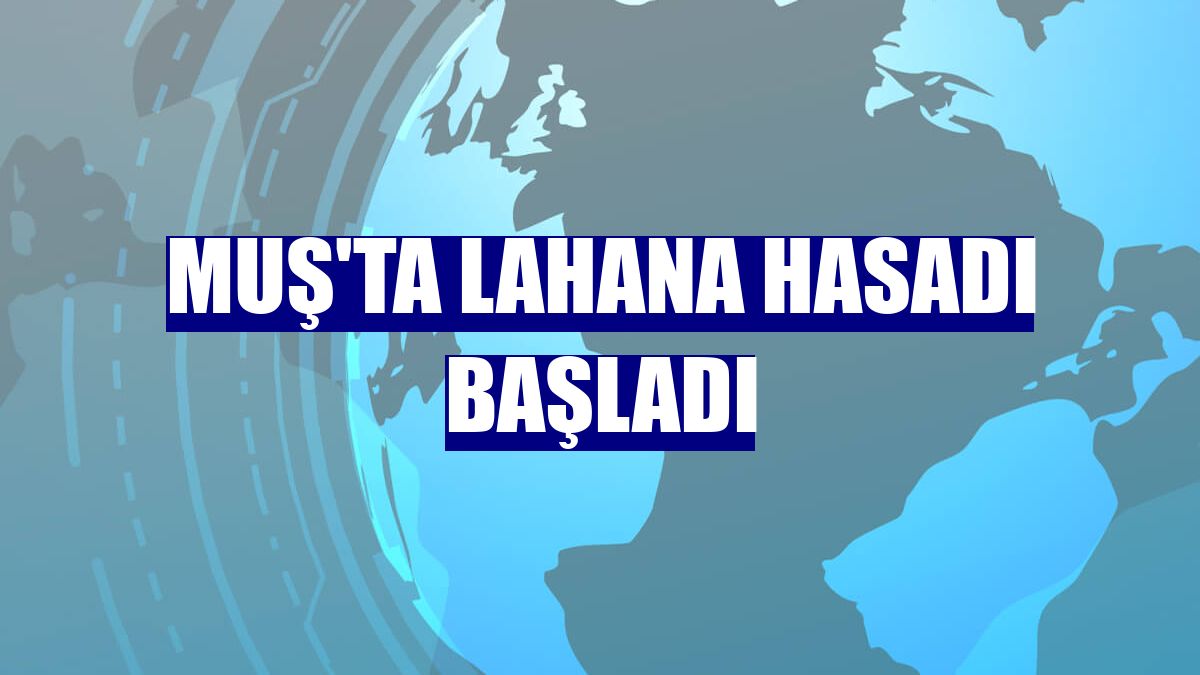Muş'ta lahana hasadı başladı