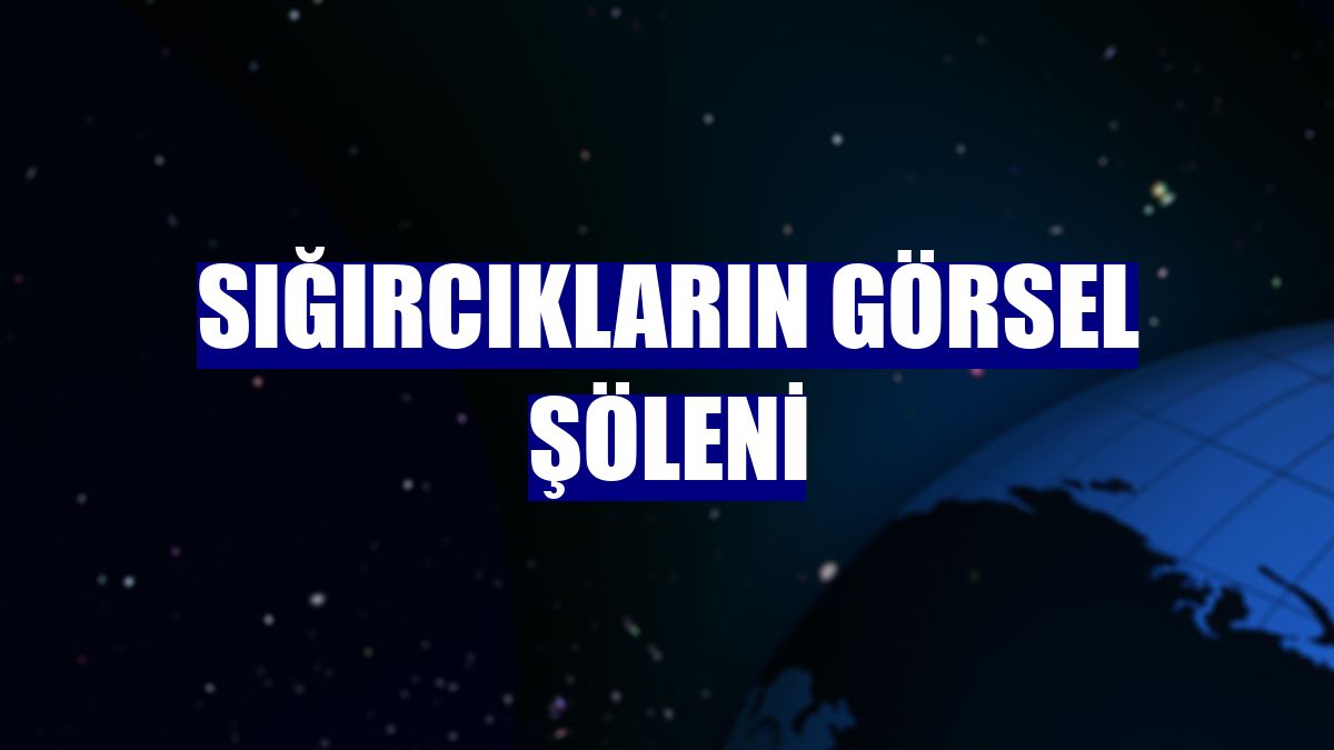 Sığırcıkların görsel şöleni