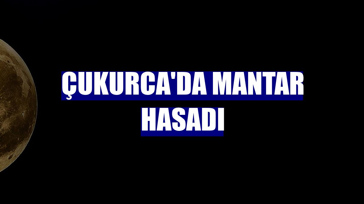 Çukurca'da mantar hasadı