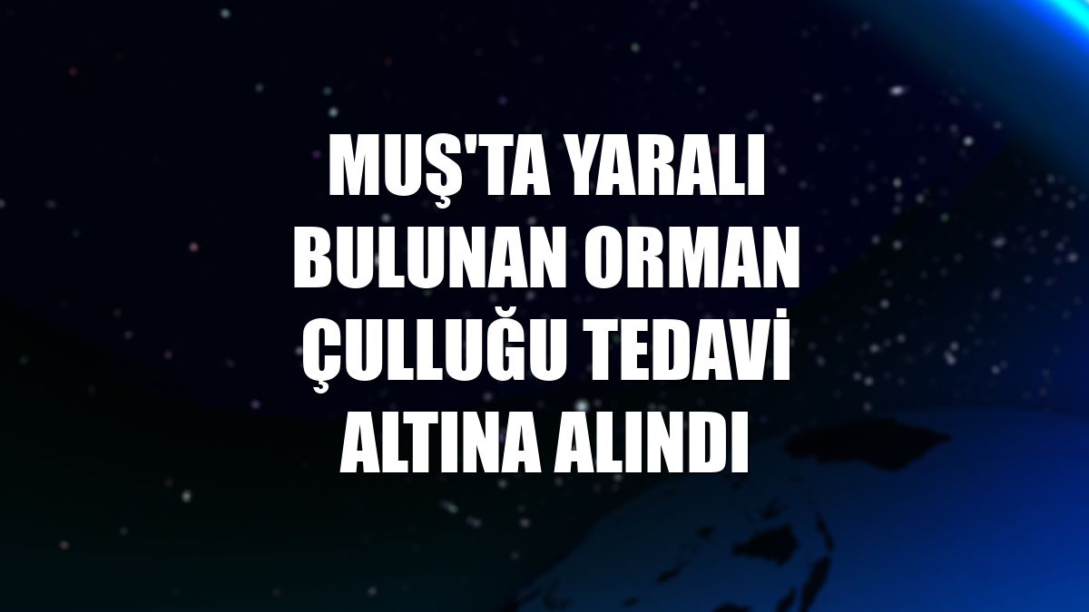 Muş'ta yaralı bulunan orman çulluğu tedavi altına alındı