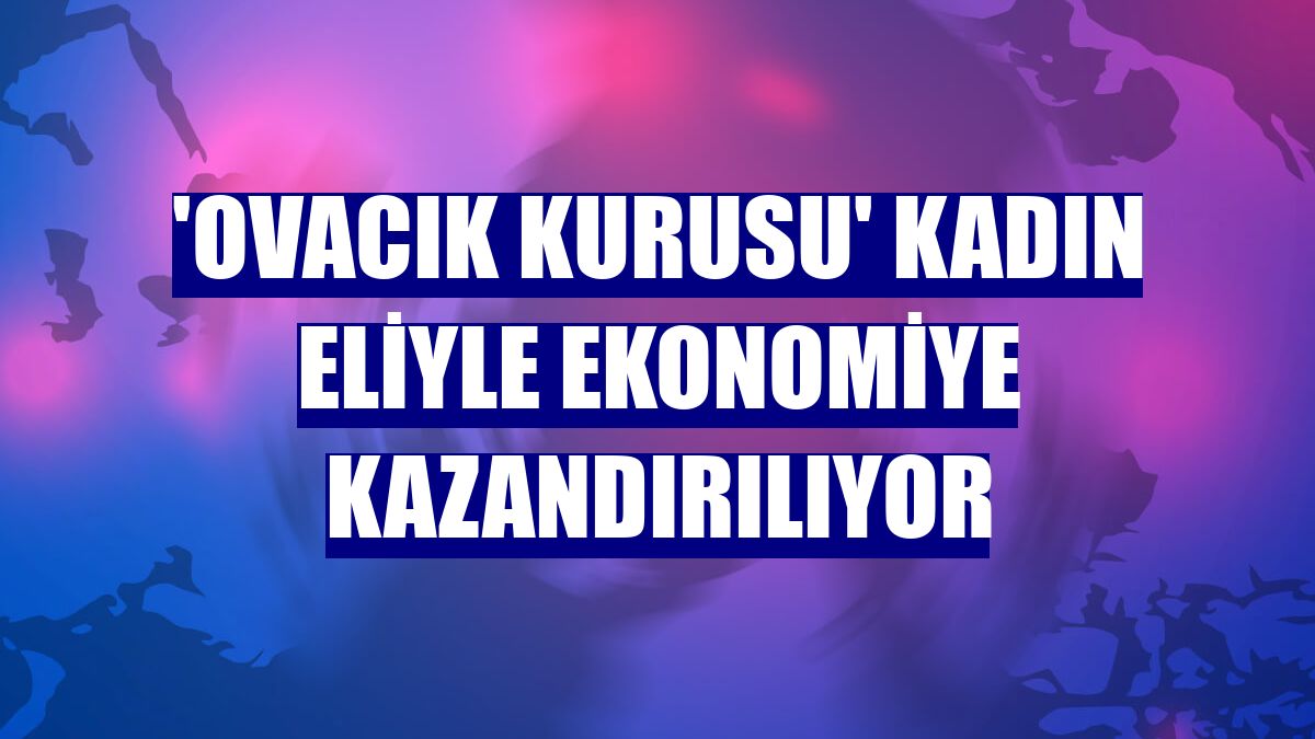 'Ovacık kurusu' kadın eliyle ekonomiye kazandırılıyor