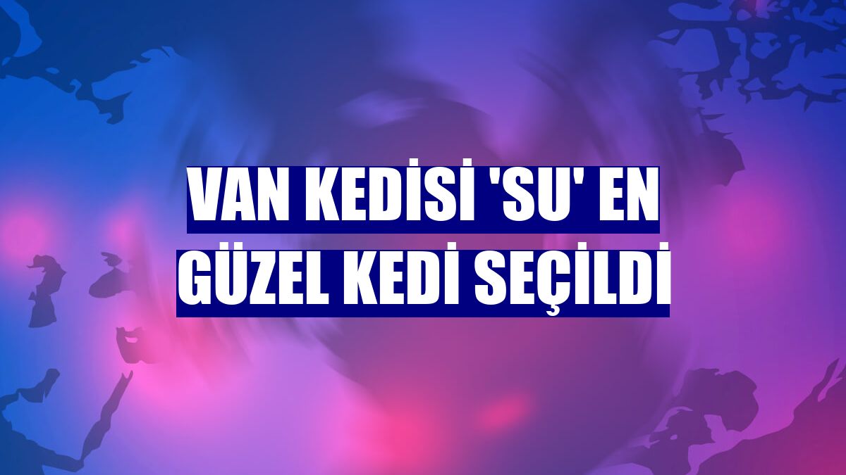 Van kedisi 'Su' en güzel kedi seçildi