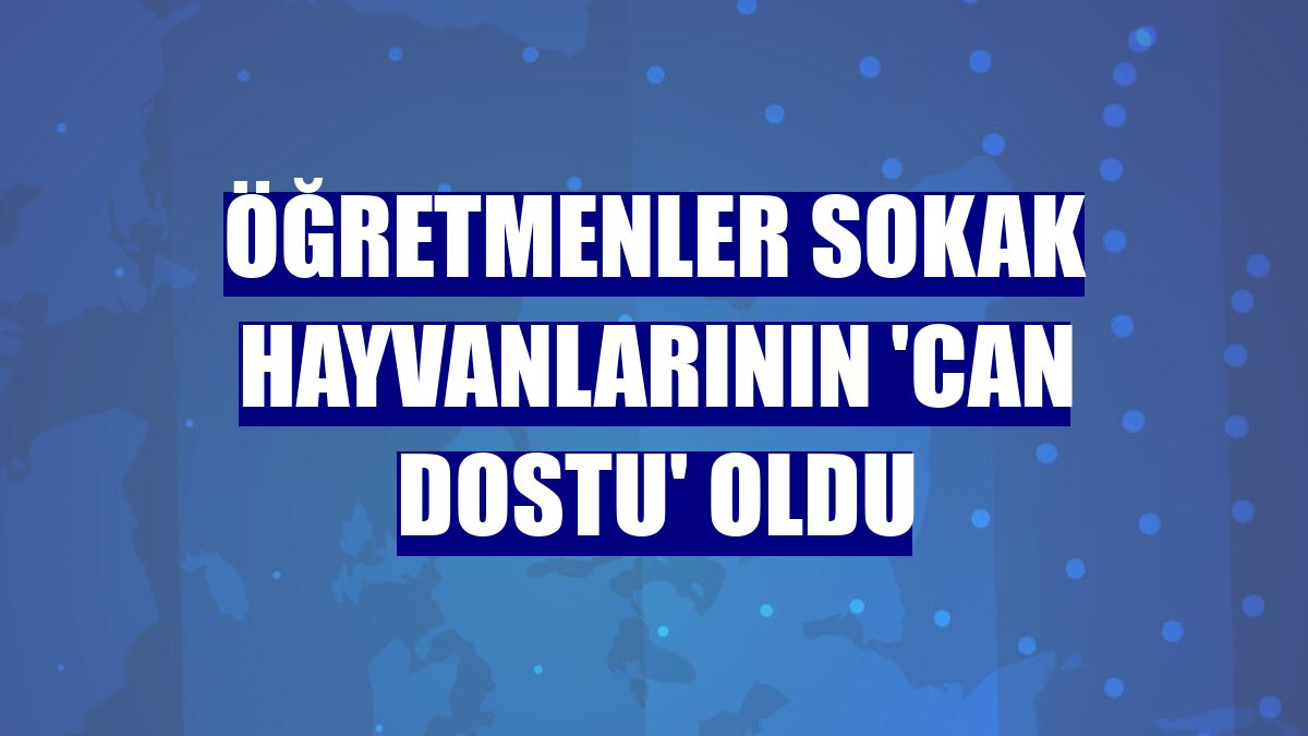 Öğretmenler sokak hayvanlarının 'can dostu' oldu