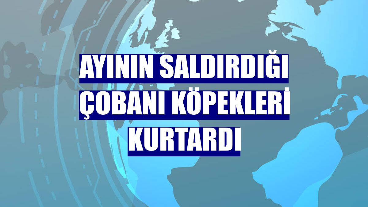 Ayının saldırdığı çobanı köpekleri kurtardı