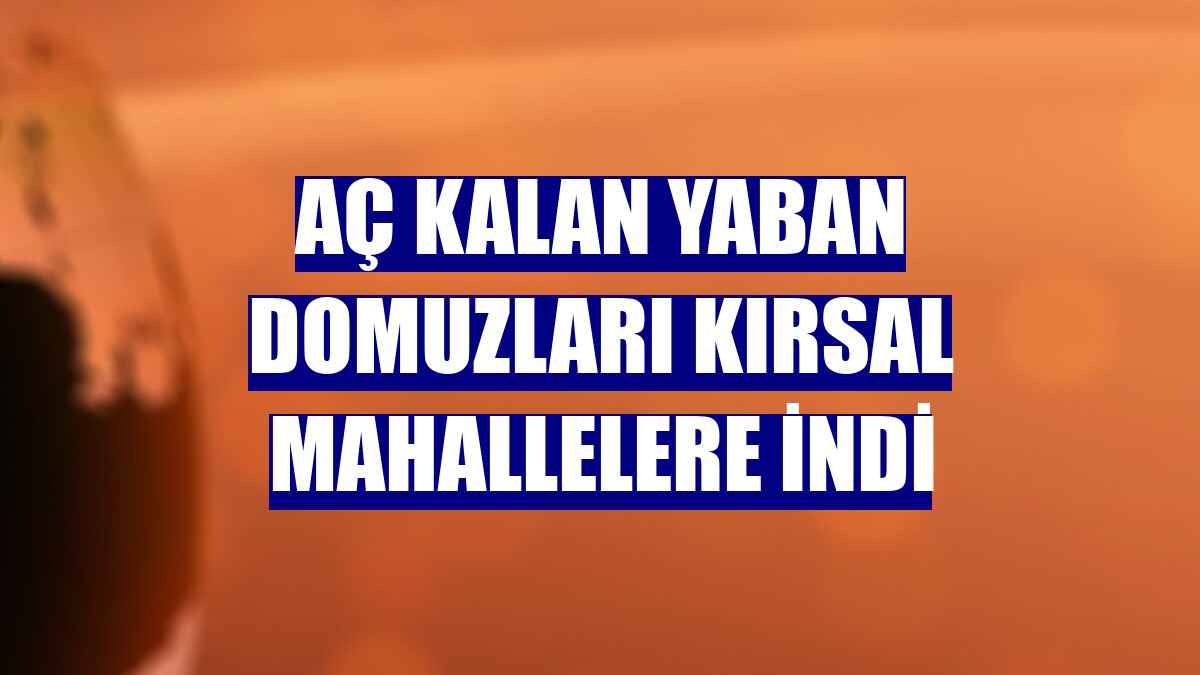 Aç kalan yaban domuzları kırsal mahallelere indi