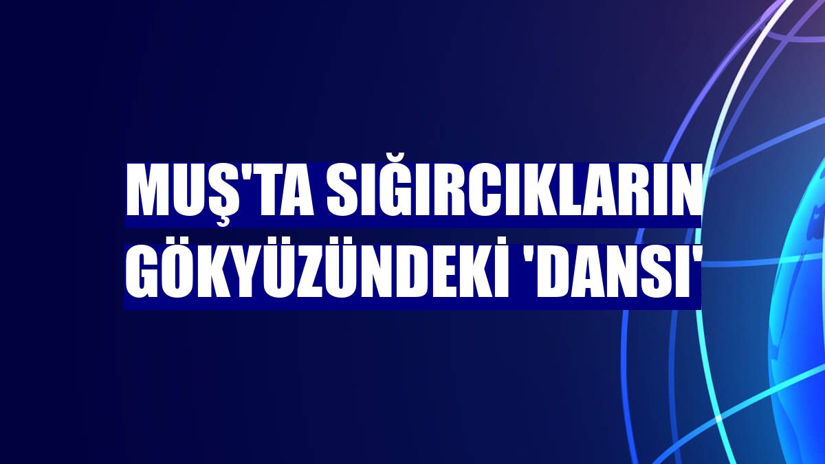 Muş'ta sığırcıkların gökyüzündeki 'dansı'