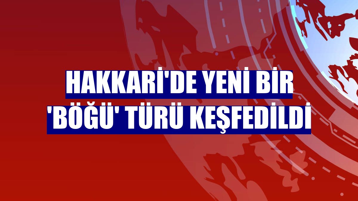 Hakkari'de yeni bir 'böğü' türü keşfedildi