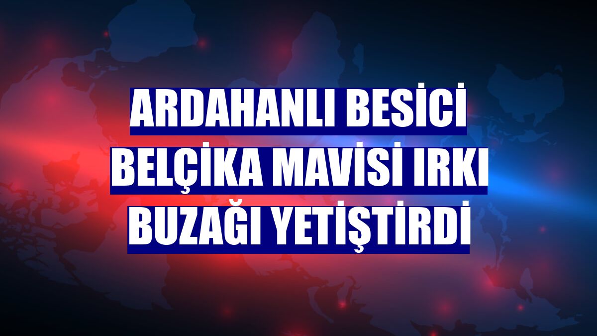 Ardahanlı besici Belçika Mavisi ırkı buzağı yetiştirdi