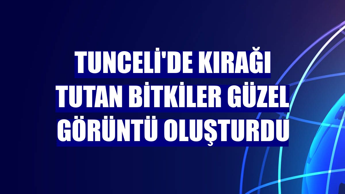 Tunceli'de kırağı tutan bitkiler güzel görüntü oluşturdu