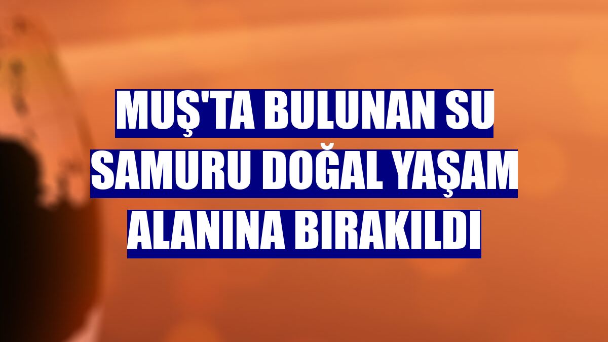 Muş'ta bulunan su samuru doğal yaşam alanına bırakıldı