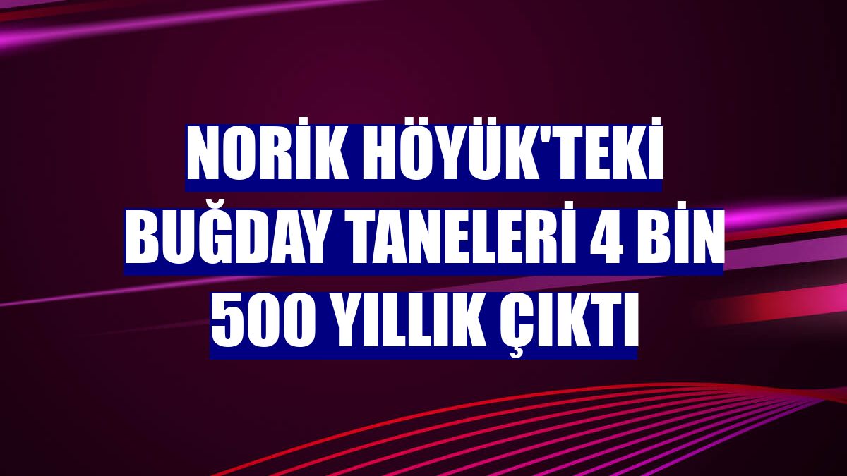 Norik Höyük'teki buğday taneleri 4 bin 500 yıllık çıktı