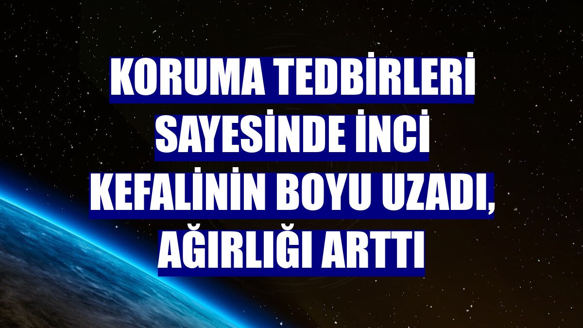 Koruma tedbirleri sayesinde inci kefalinin boyu uzadı, ağırlığı arttı
