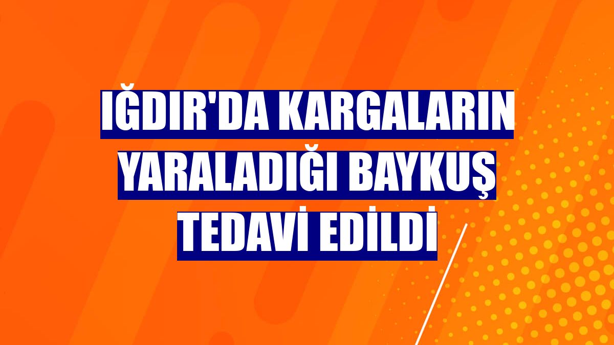 Iğdır'da kargaların yaraladığı baykuş tedavi edildi