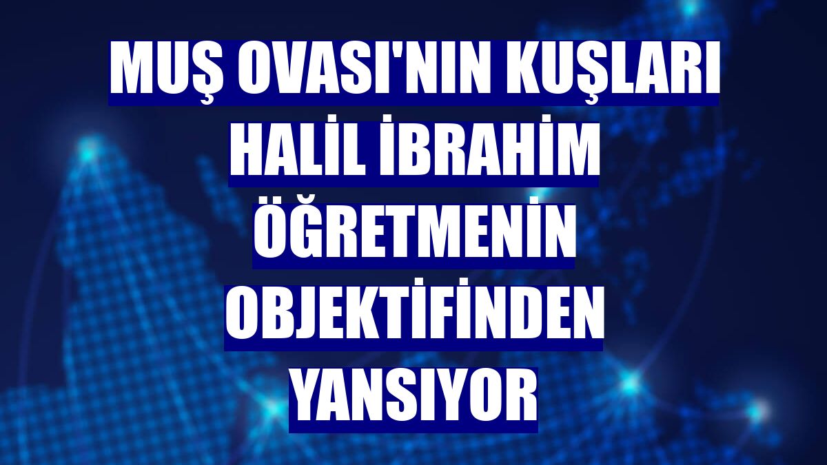 Muş Ovası'nın kuşları Halil İbrahim öğretmenin objektifinden yansıyor